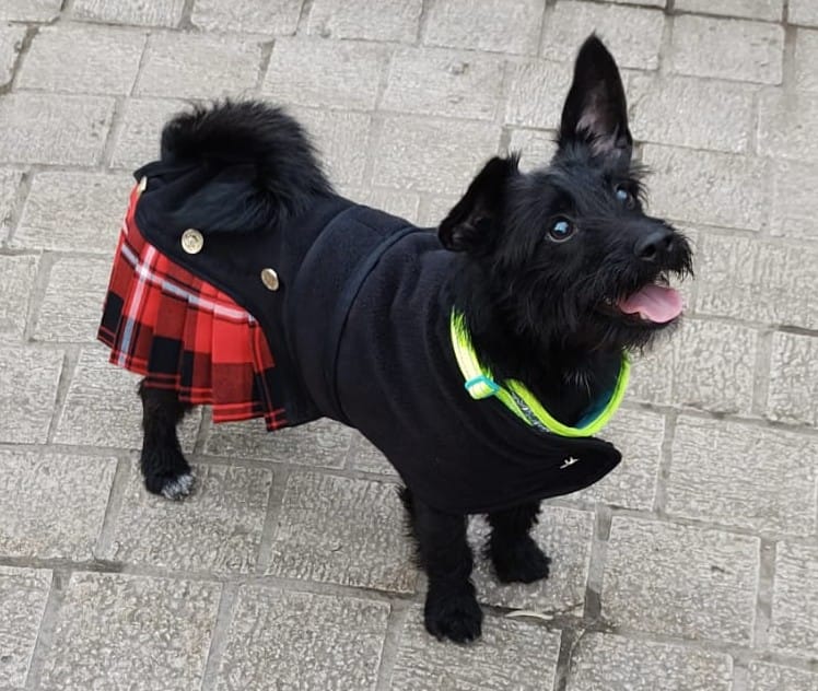 Jacket Kilted Dog Coat