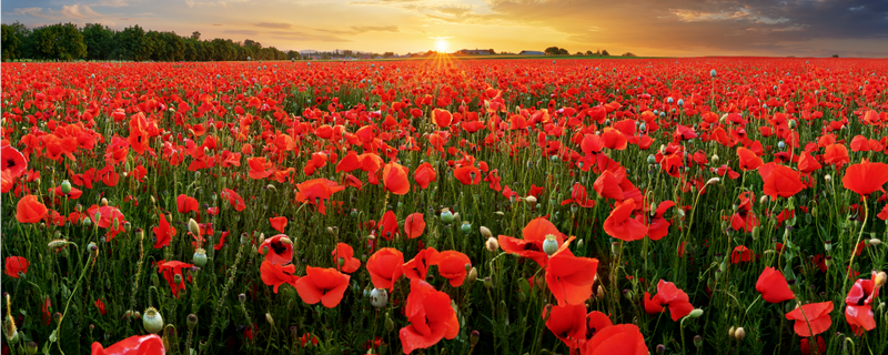 Kilts and Remembrance