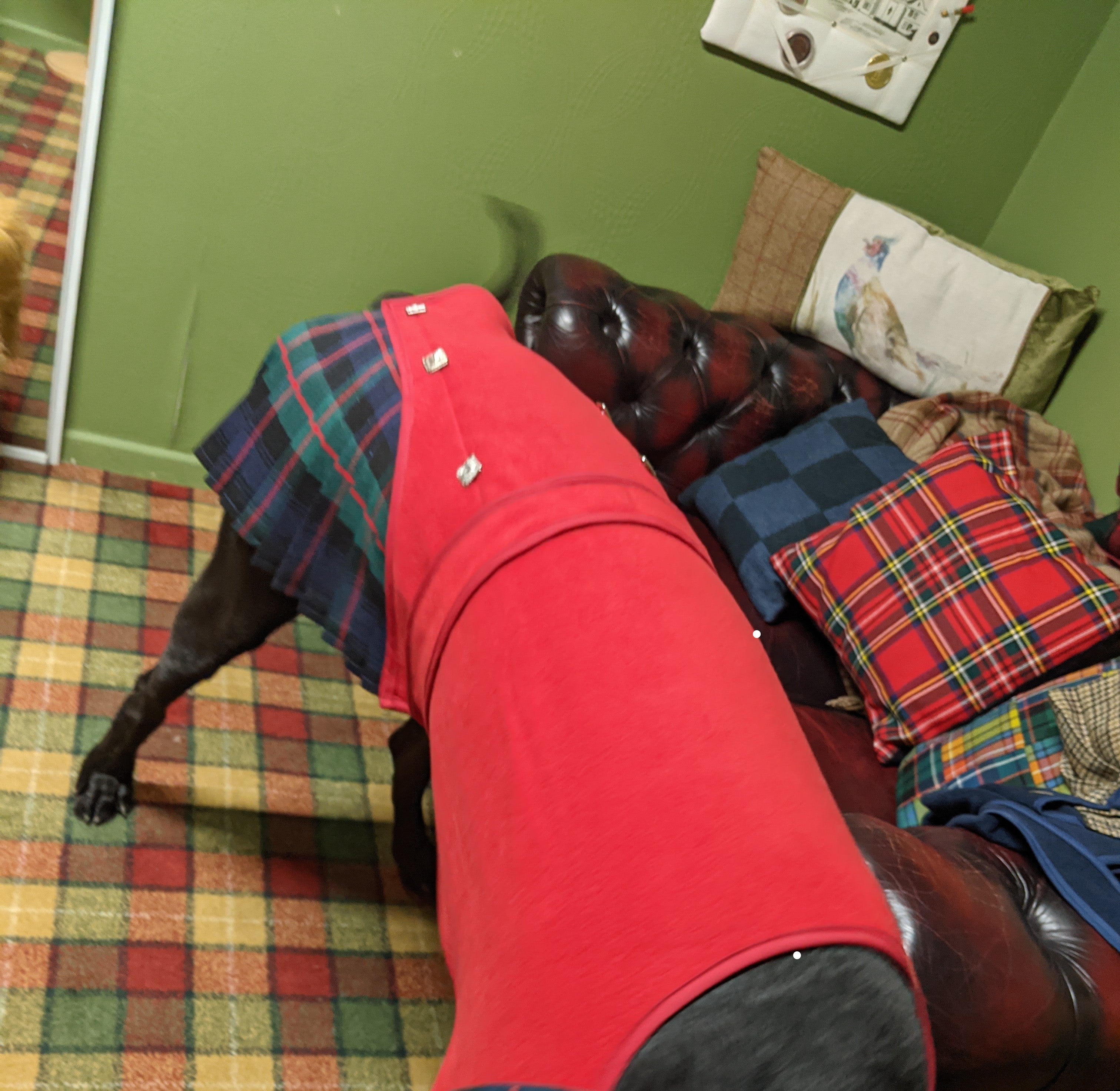 Jacket Kilted Dog Coat